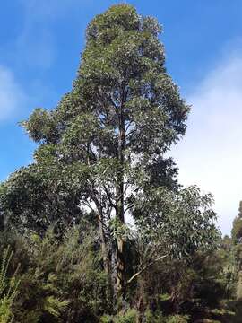 Image of Johnston's gum