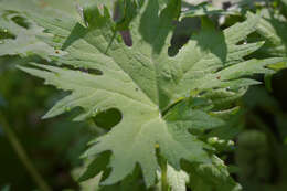 Petasites tatewakianus Kitam.的圖片