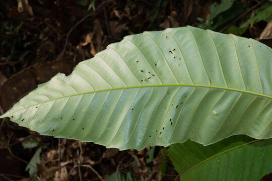 Image of Castanopsis fissa (Champ. ex Benth.) Rehder & E. H. Wilson