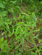 صورة Campanula sibirica subsp. elatior (Fomin) Fed.