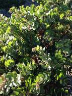 Image of Santa Rosa Island manzanita