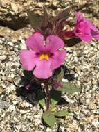 Image of Bigelow's monkeyflower