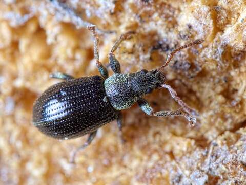 Image of Green Nettle Weevil