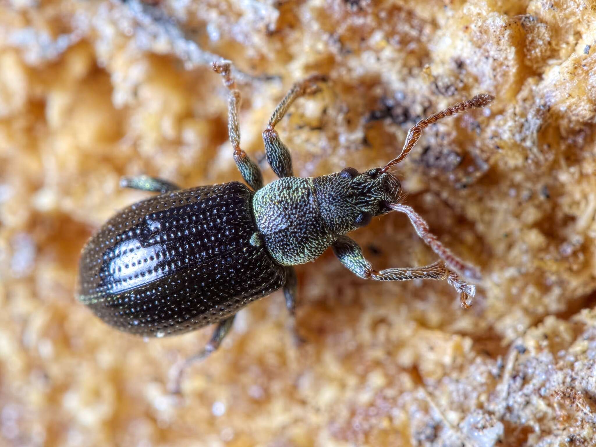 Plancia ëd Phyllobius (Parnemoicus) viridicollis (Fabricius 1792)