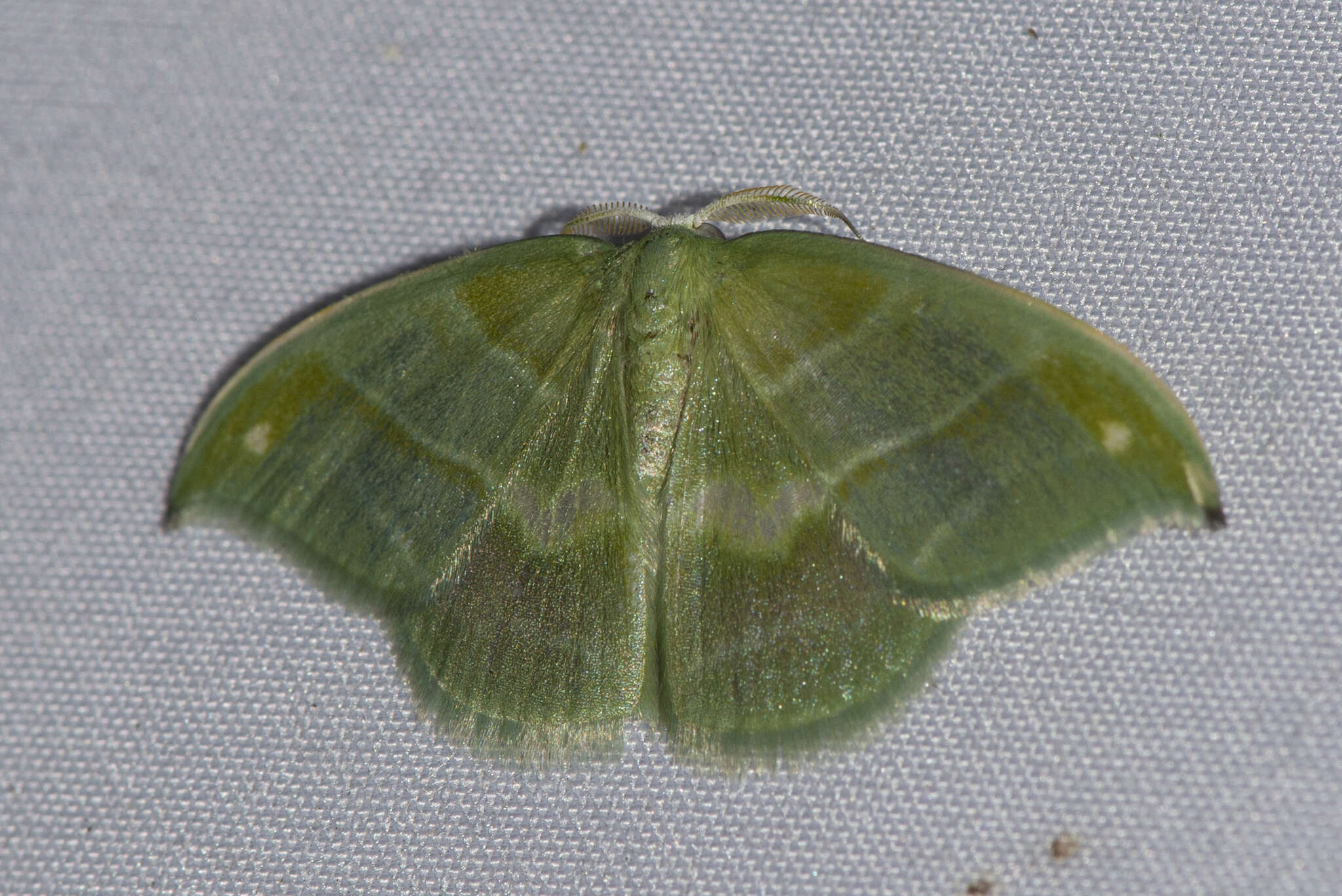 Image of Chlorozancla