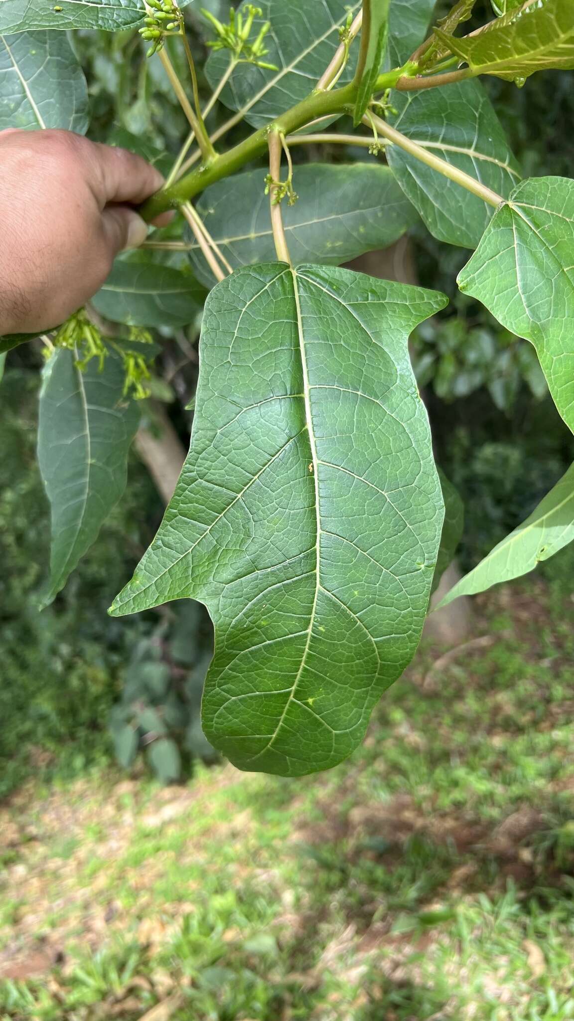 Image of oakleaf carica