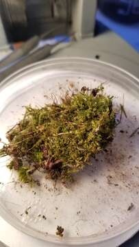 Image of lawn moss