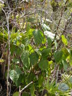 Image de Alchornea latifolia Sw.