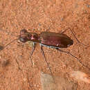 Image of Micromentignatha oblongicollis (W. J. MacLeay 1888)