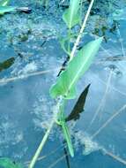 Image of water spinach