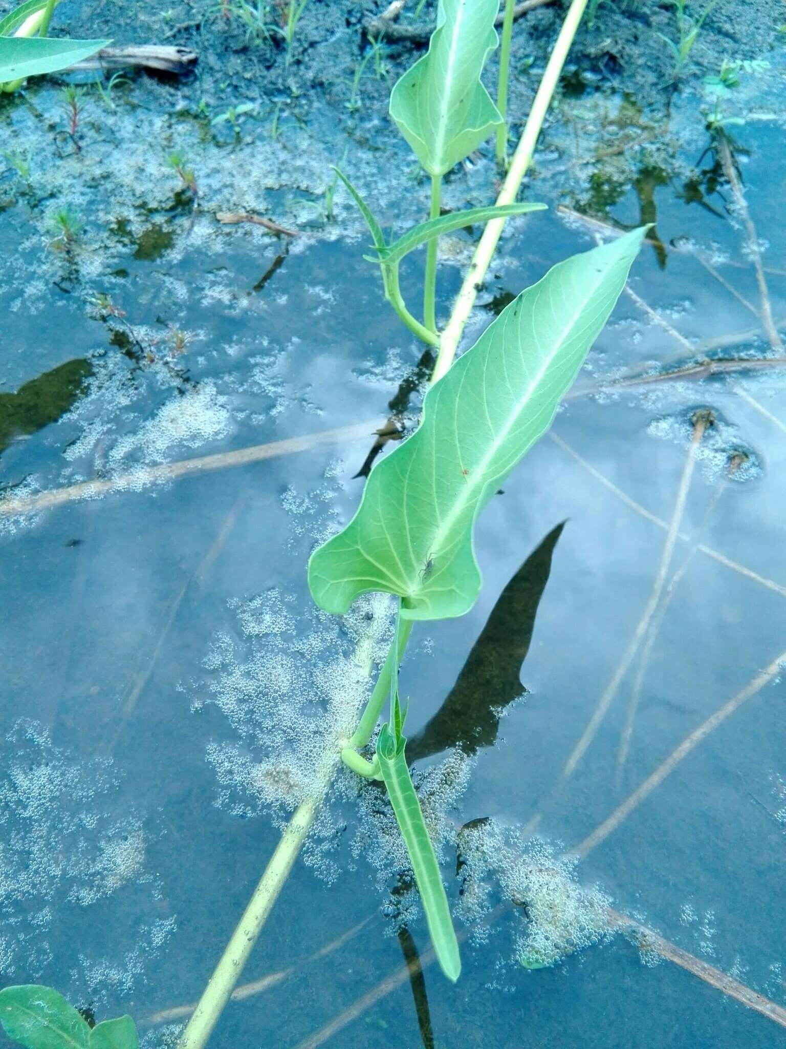 Image of water spinach