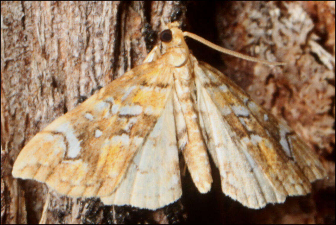 Image of Musotima nitidalis Walker (1866)