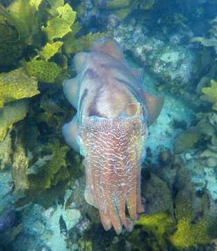 Image of Giant Australian Cuttlefish