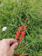 Image of Pott's Montbretia