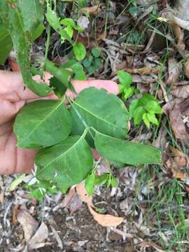 Image of Jasmine, Native