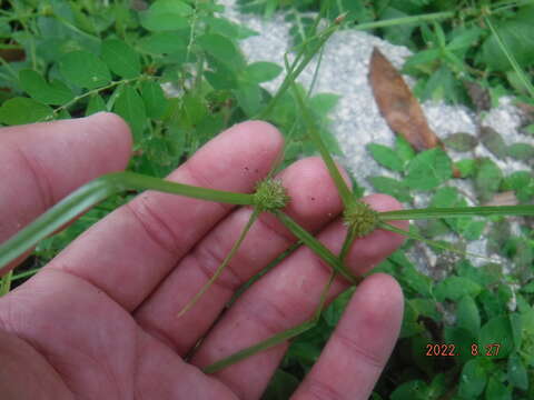 Image of Asian spikesedge