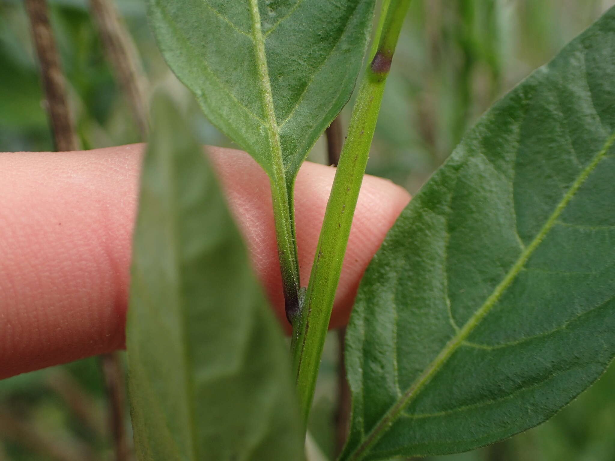 Image of Parish's nightshade