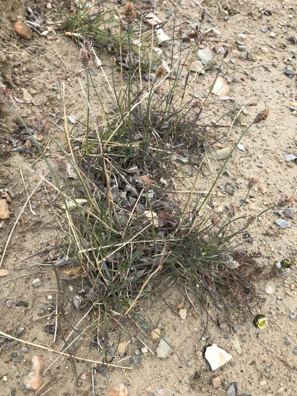 Image of Alpine Foxtail