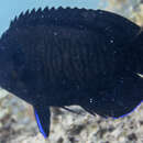 Image of Bluefin Dwarf