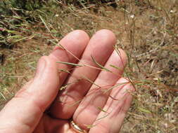 Image of Gayophytum diffusum subsp. parviflorum Lewis & Szweyk.