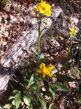 Image of lambstongue ragwort