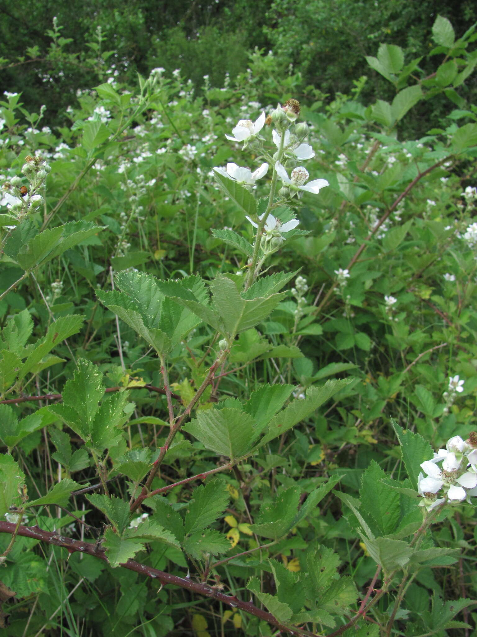 Image of Rubus silesiacus Weihe