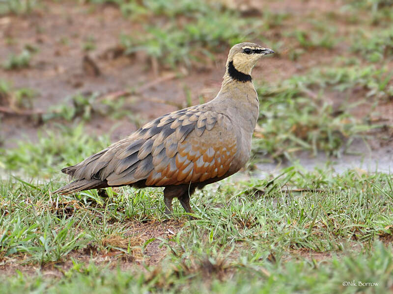 Image of Yellow-throated Sandgrouse