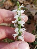 Image of Nodding lady's tresses