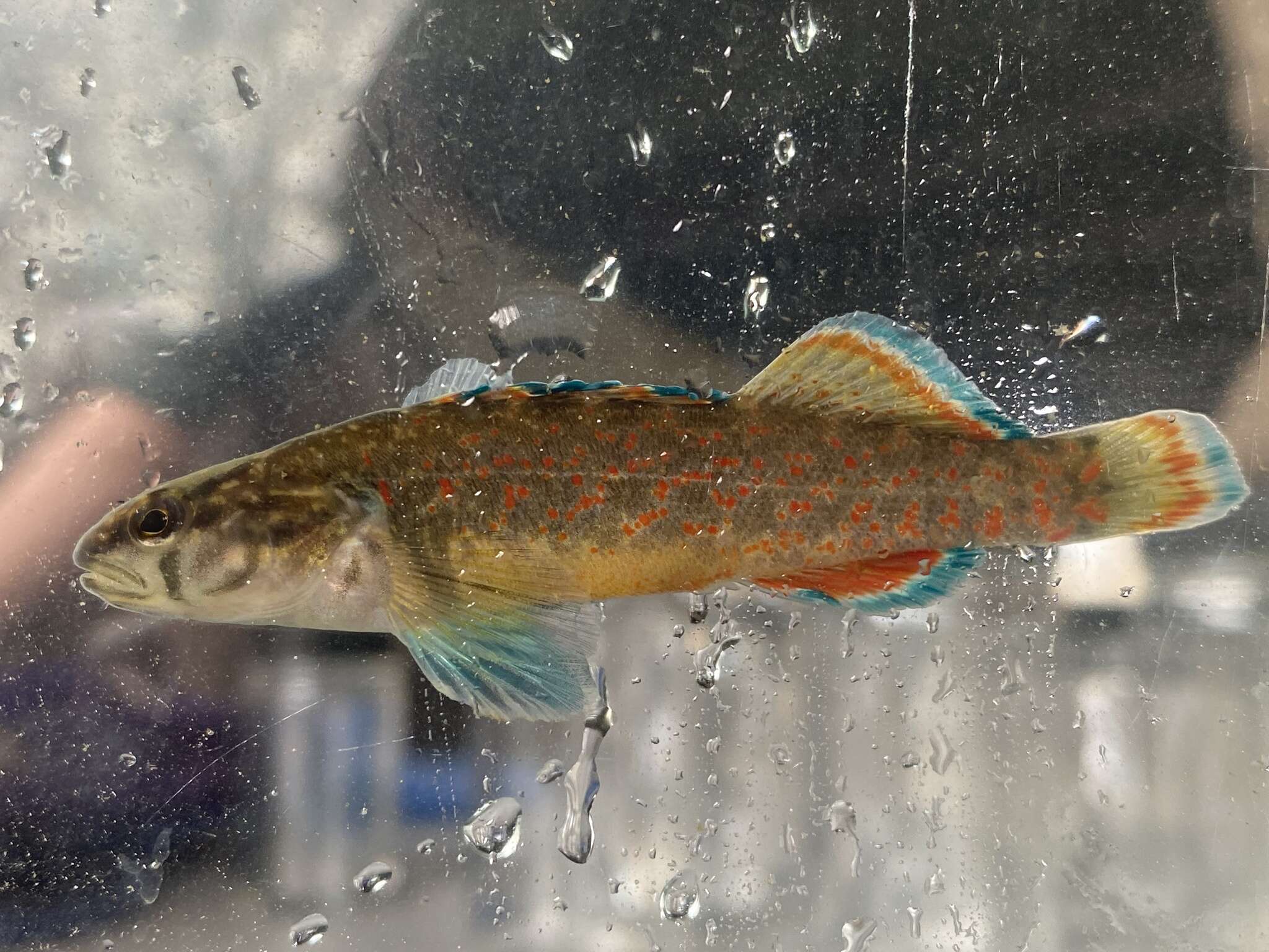 Image of Redfin Darter