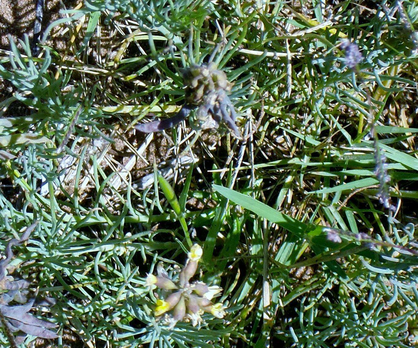 Image of Lebeckia gracilis Eckl. & Zeyh.