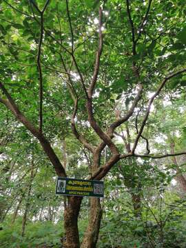 Image de Tabernaemontana alternifolia L.