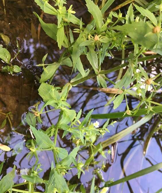 Plancia ëd Gratiola neglecta Torr.