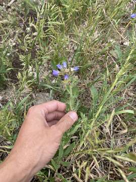 Image de Polemonium foliosissimum var. molle (Greene) Anway