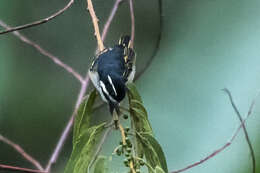 Image of Yellow-rumped Tinkerbird