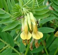 Image of Vicia ciliatula Lipsky