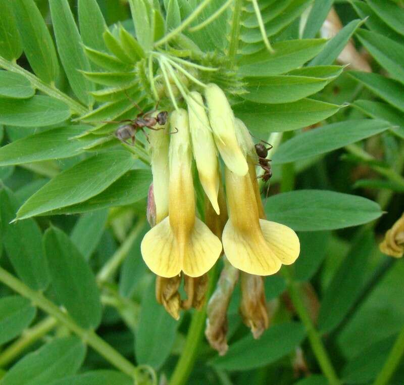 Image of Vicia ciliatula Lipsky