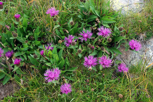 Image of Centaurea kerneriana Janka