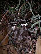 Image de Stylidium repens R. Br.