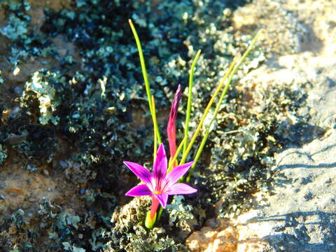 Image of Romulea kamisensis M. P. de Vos