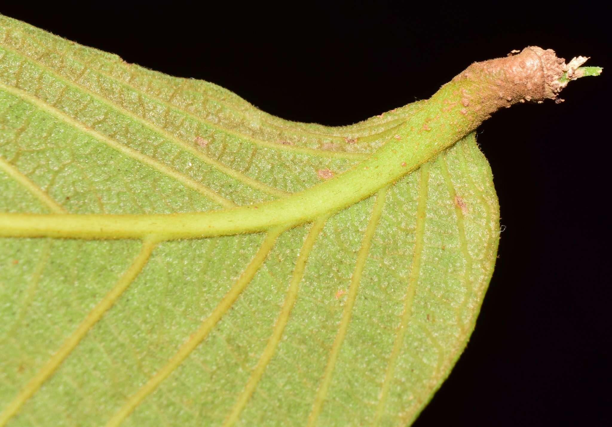 Ruprechtia fusca Fern. resmi