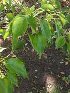 Image of Camphor laurel