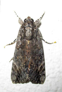 Слика од Ulotrichopus tinctipennis Hampson 1902