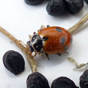 Image of Lady beetle