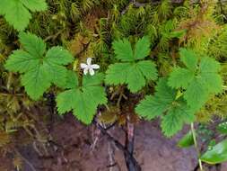 Rubus pedatus Sm. resmi