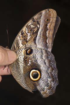 Image of Caligo idomeneus idomenides Fruhstorfer 1903