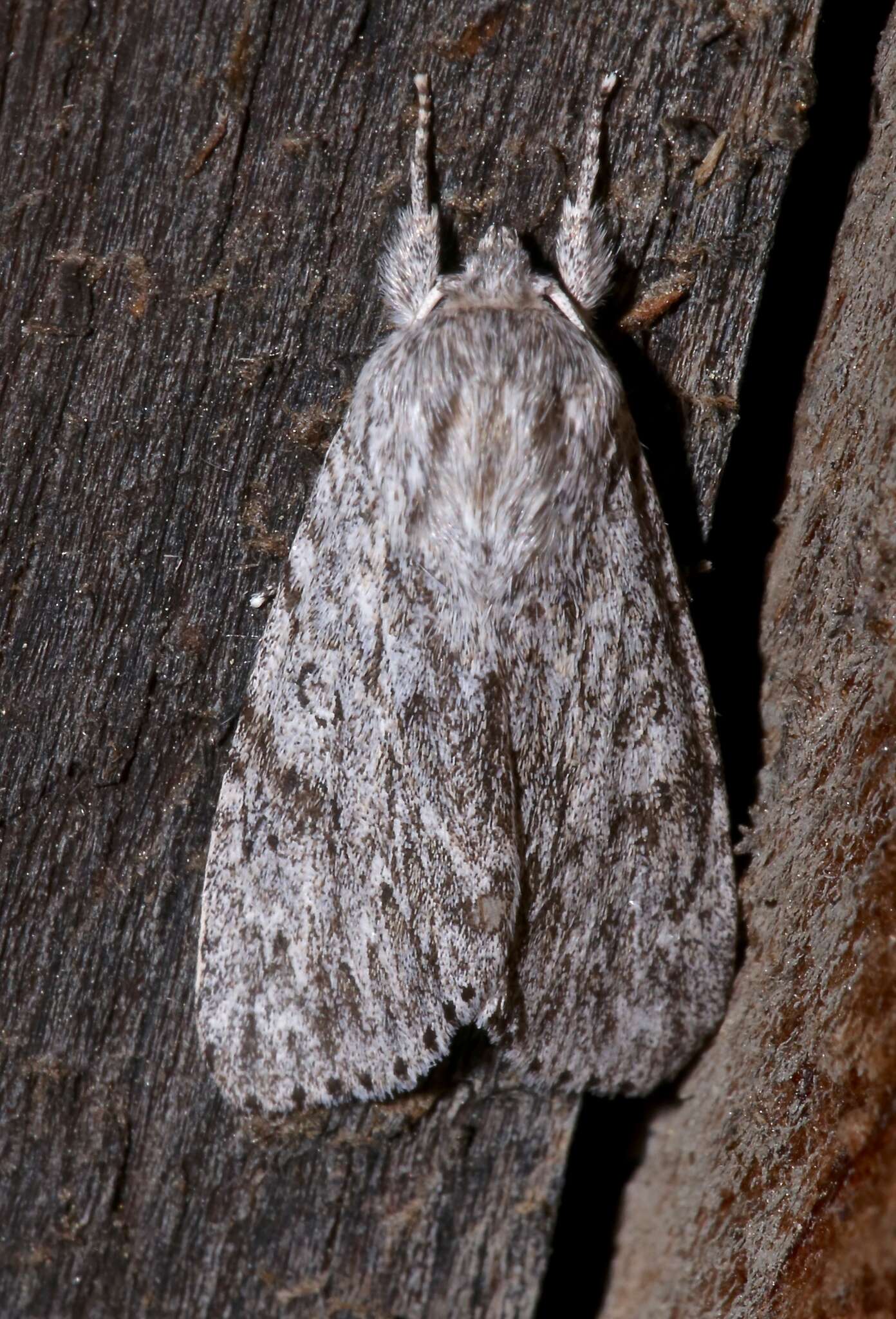 Слика од Acronicta longa Guenée 1852