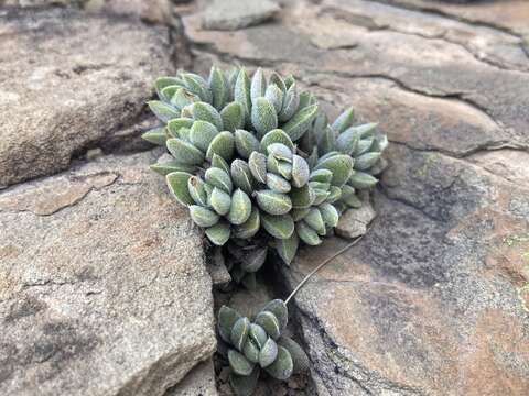 Image of Crassula lanuginosa Harv.