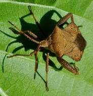 صورة Acroelytrum muricatum Mayr 1865