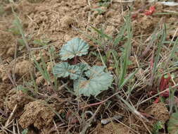 Imagem de Erodium macrophyllum Hook. & Arn.