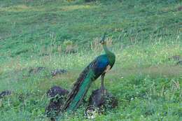 Image of Green Peafowl